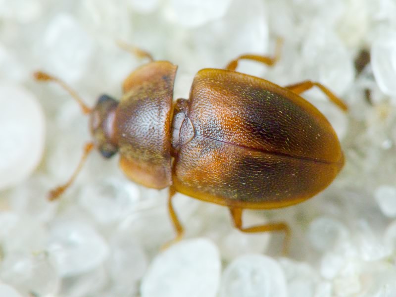 Nitidulidae Latreille, 1802